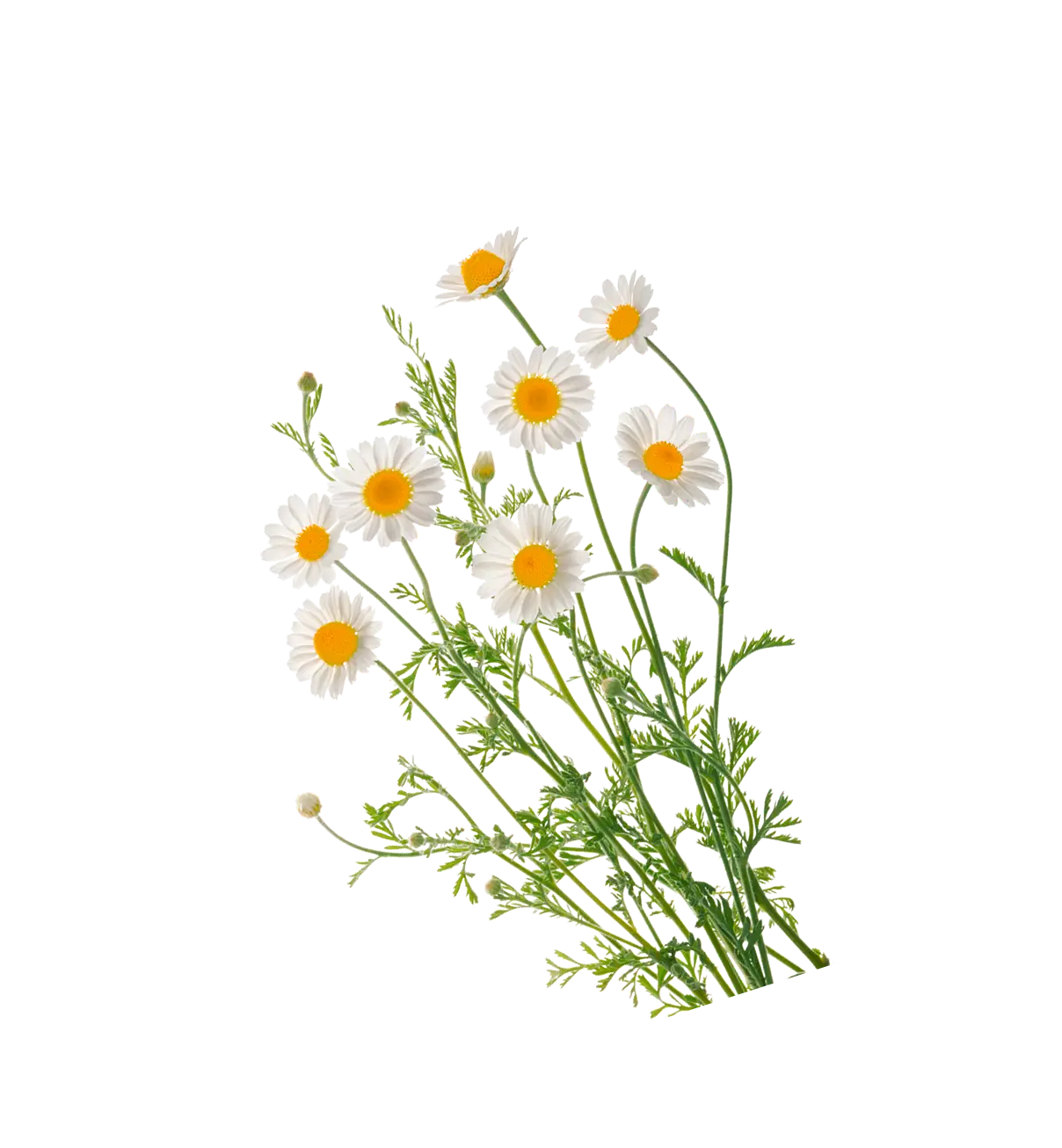 Illustration de camomille Dermafora
