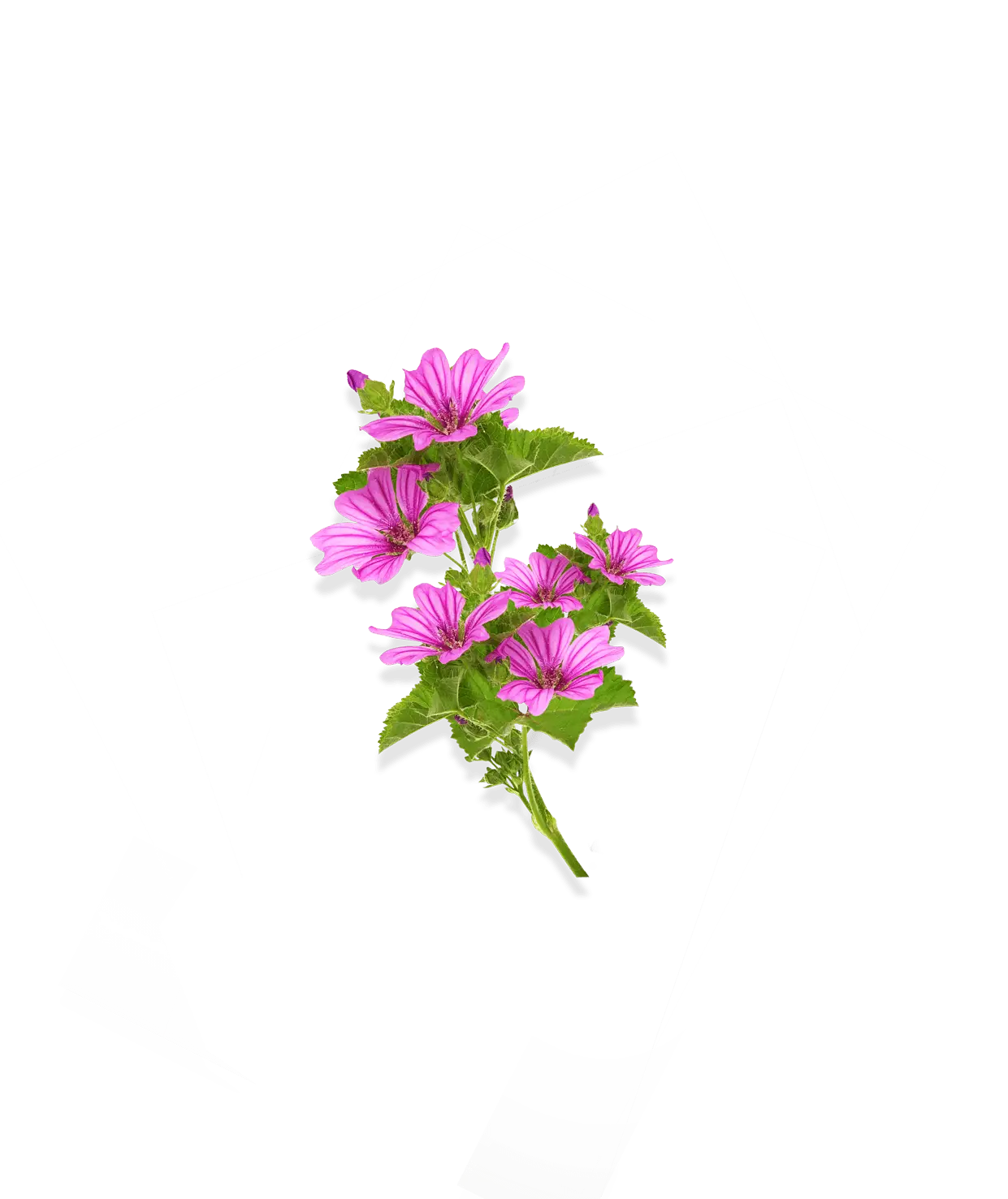 Mauve rose pour la gamme peaux déshydratées