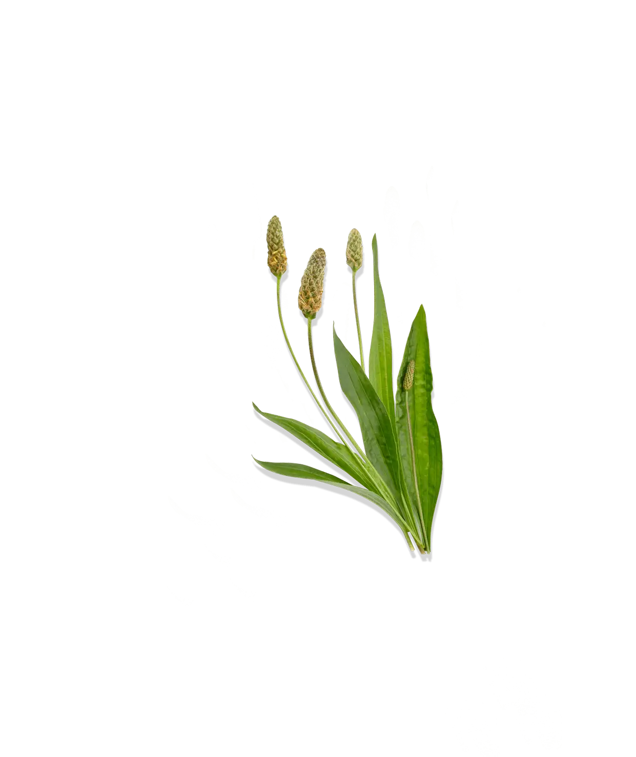 Plantain vert pour les peaux grasses à imperfections