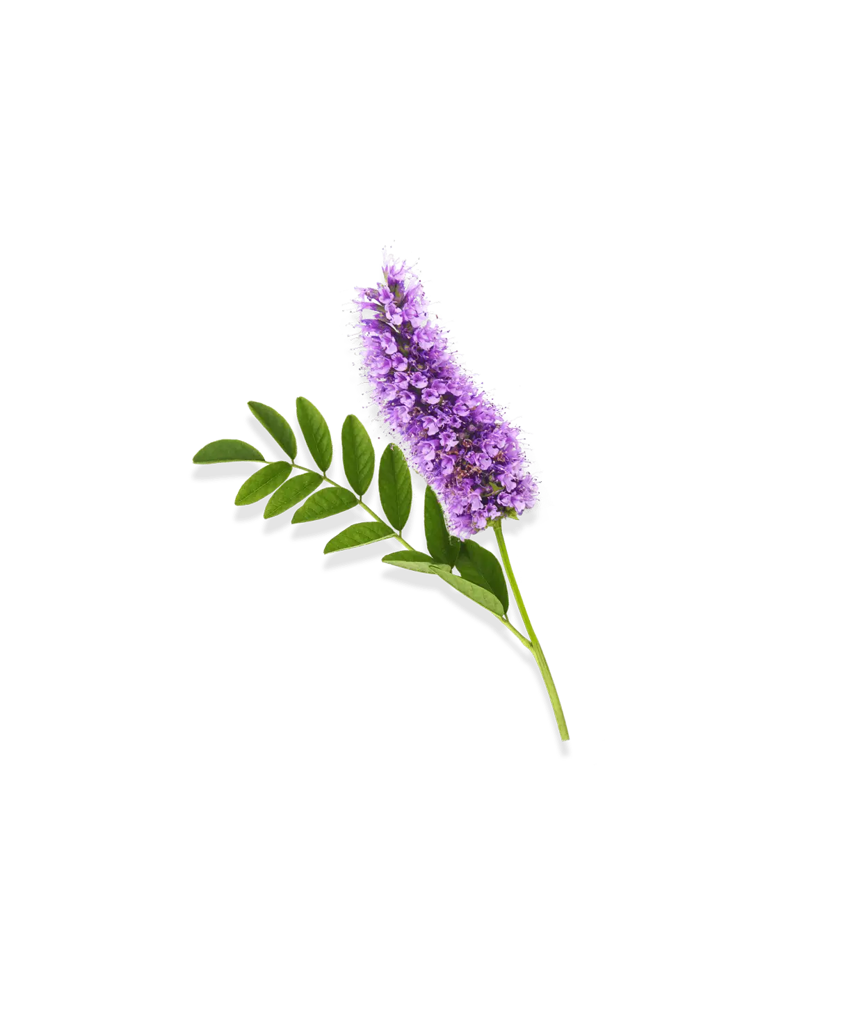 Réglisse violette pour la gamme signes de l'âge