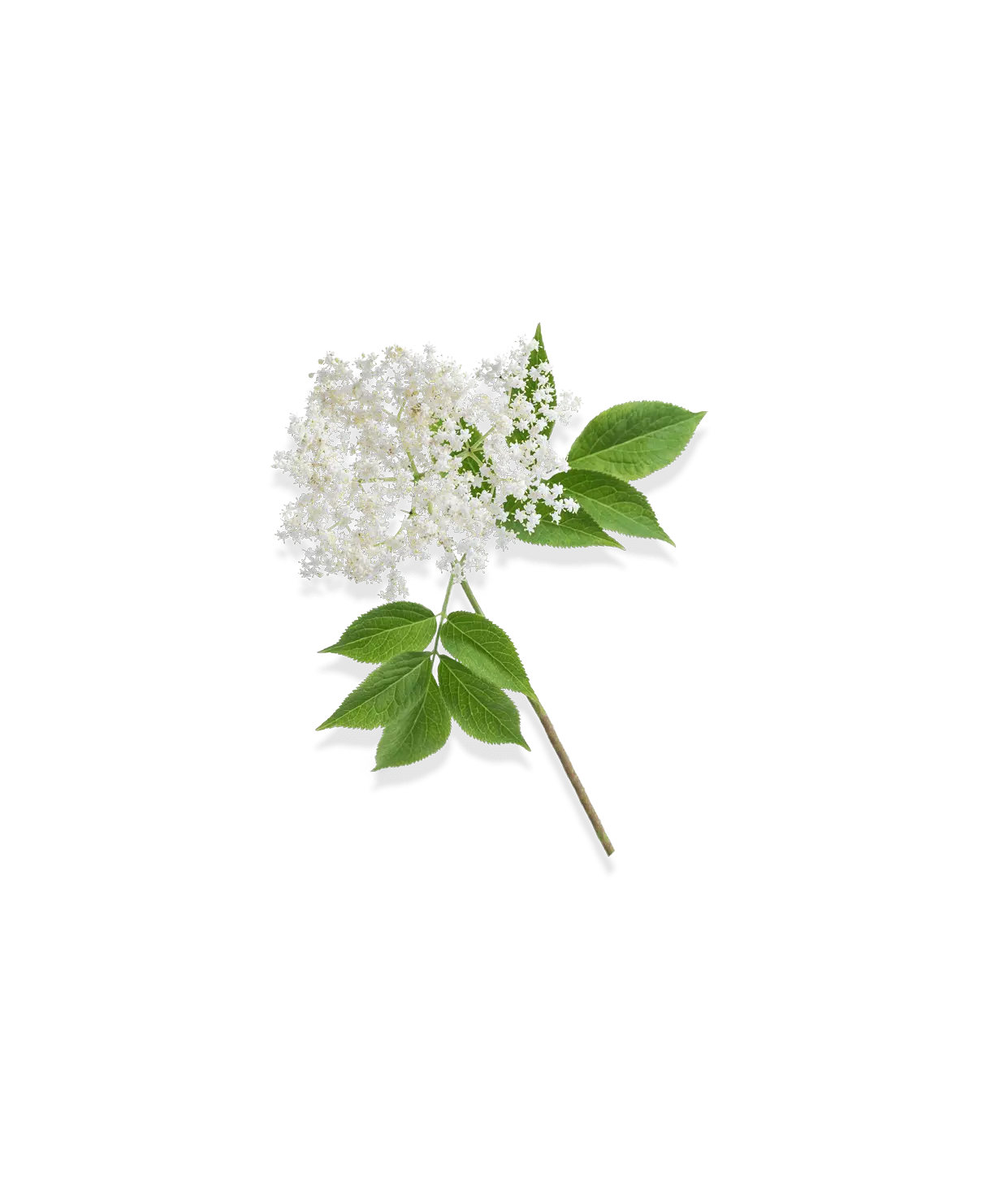 Fleurs de sureau pour la gamme soin du corps