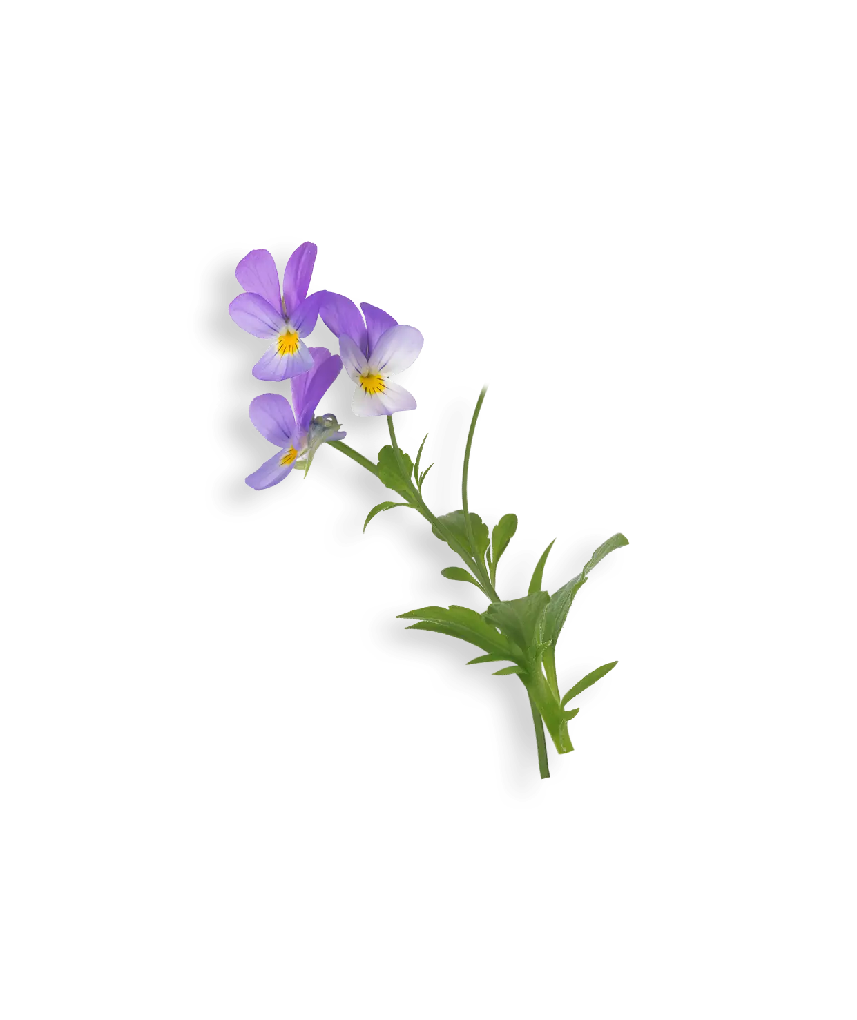 Pensée sauvage violette sur fond noir